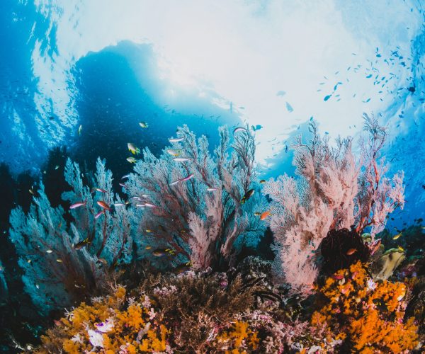 coral and fish around Sha'ab Mahmud
